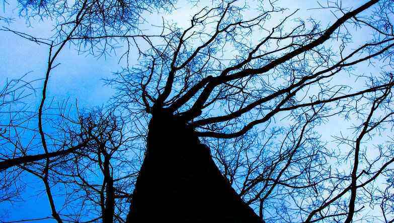 Halloween Event Groombridge Forest