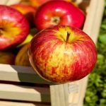 Apple And Cider Fayre Kent Life