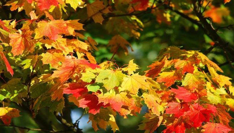 Autumn Colours