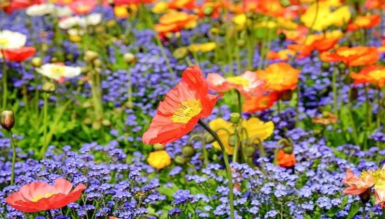 Festival of Flowers Leeds Castle