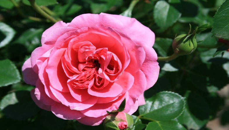 Garden Centres in Kent