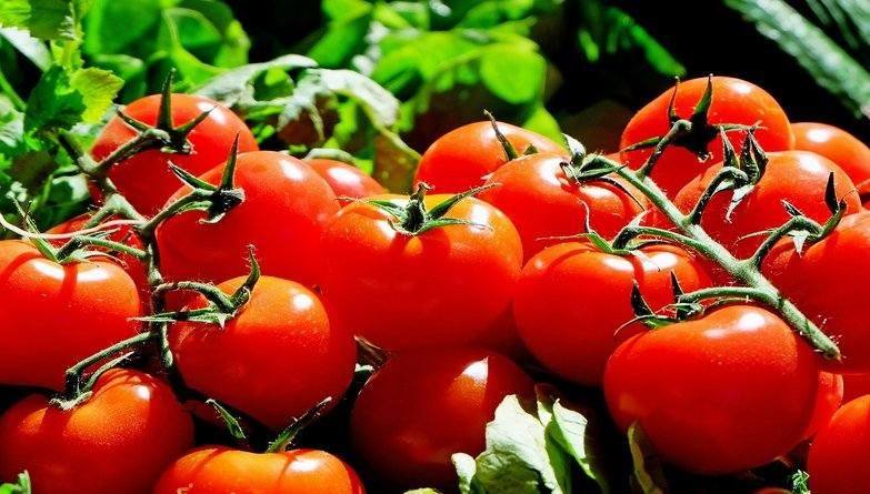 Tomatoes - A Superfood You Can Grow At Home