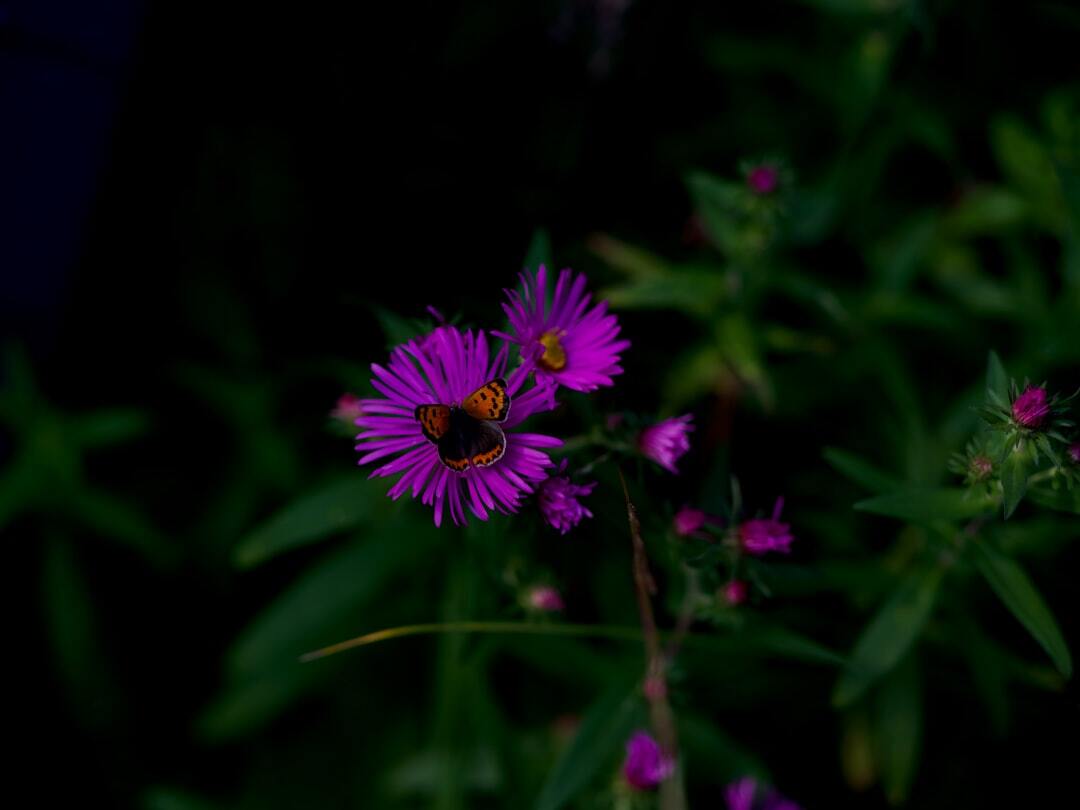 A close up of a purple flower with a butterfly on it