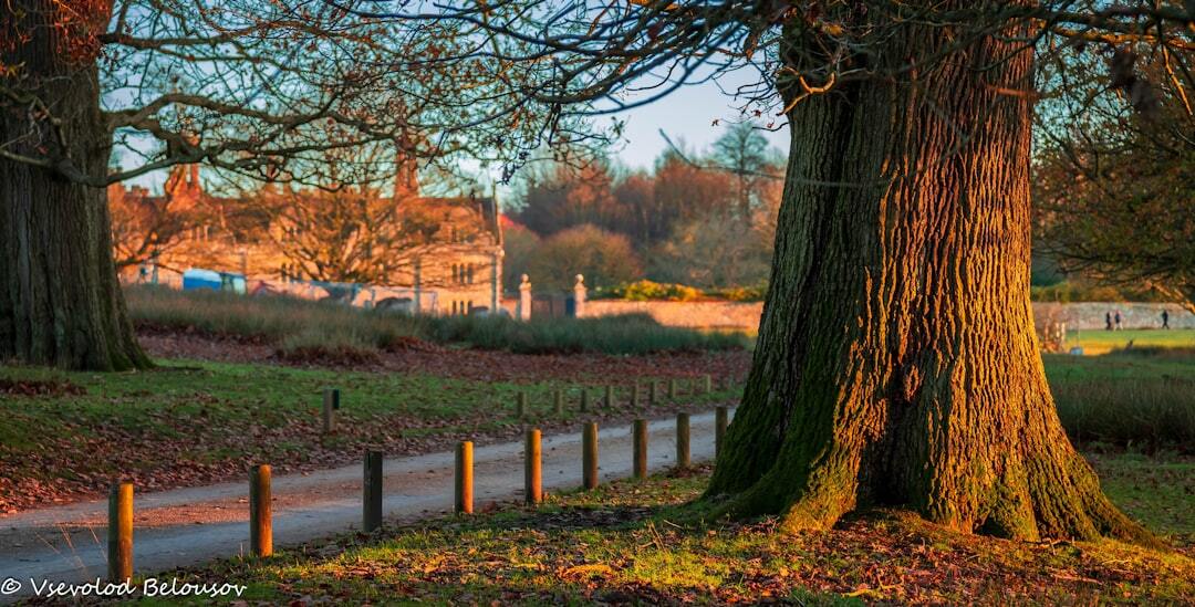 A couple of trees that are next to a road