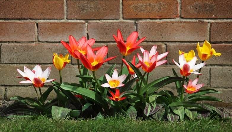 Planting Potted Plants In The Ground
