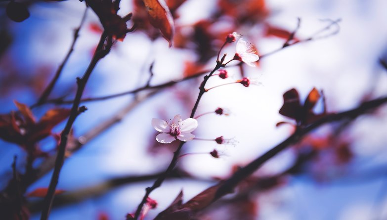 Keeping Your Garden Alive In Winter