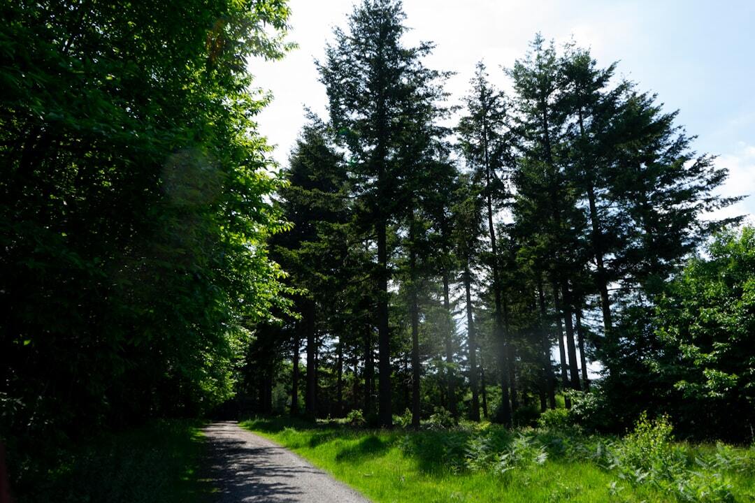 Walking Routes That Showcase Kent’s Natural Beauty