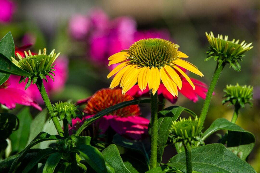 Yellow and red flower in tilt shift lens