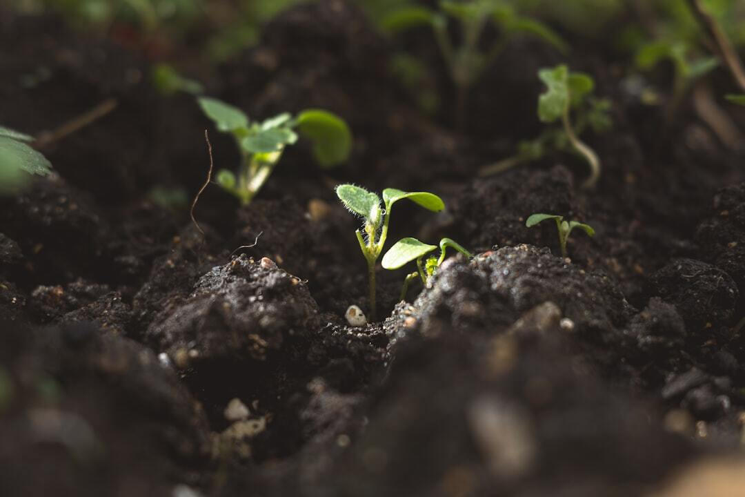 A close up of small plants growing in dirt