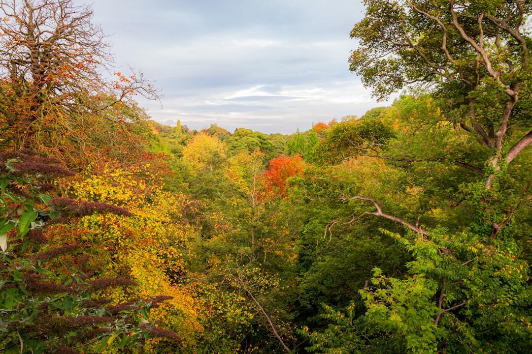 Autumn forest with colourful foliage under a cloudy sky