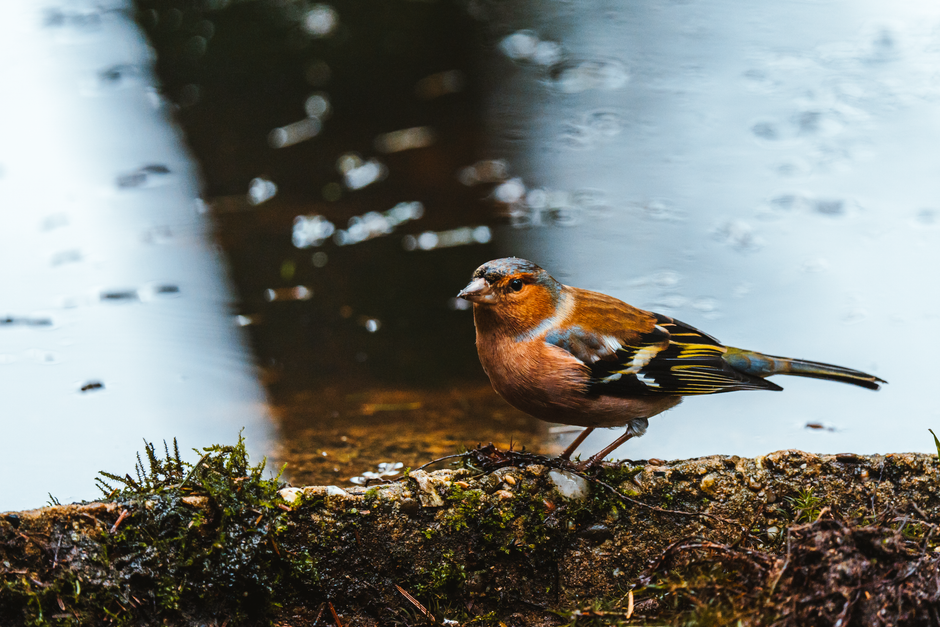 Best Spots Birdwatching Near the Kent Coast
