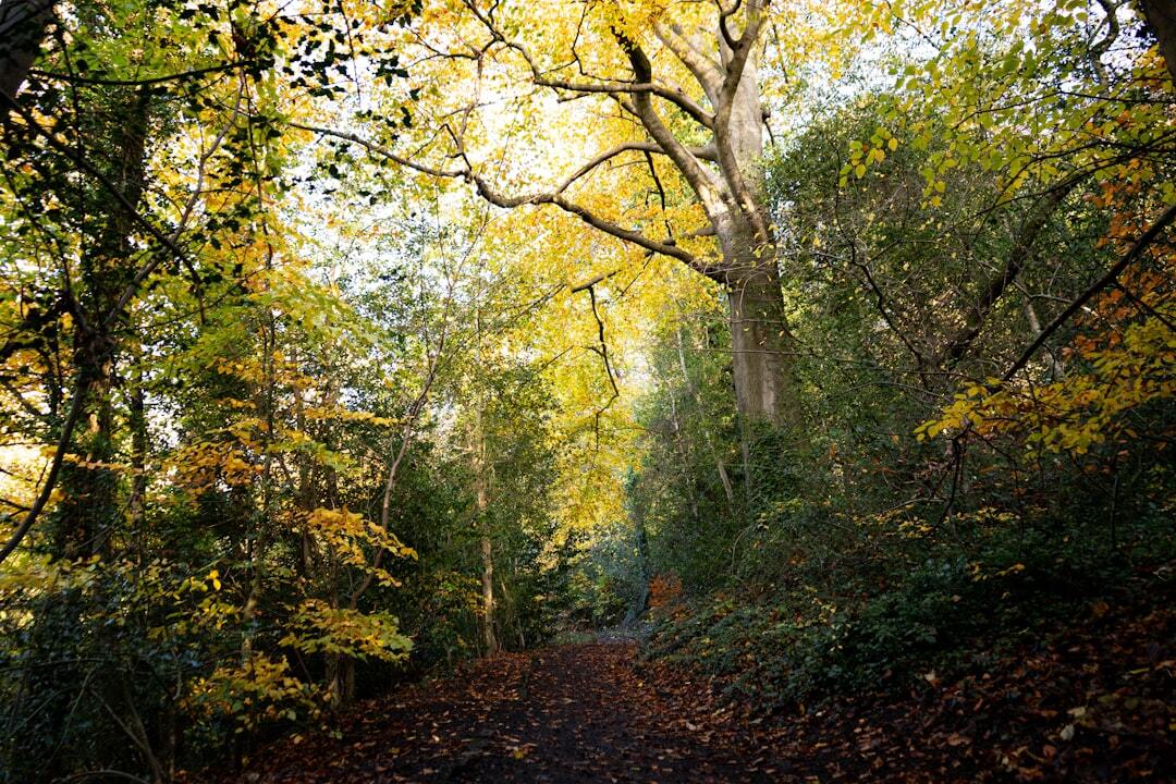 Exploring Scenic Woodland Walks With Views Of Changing Foliage
