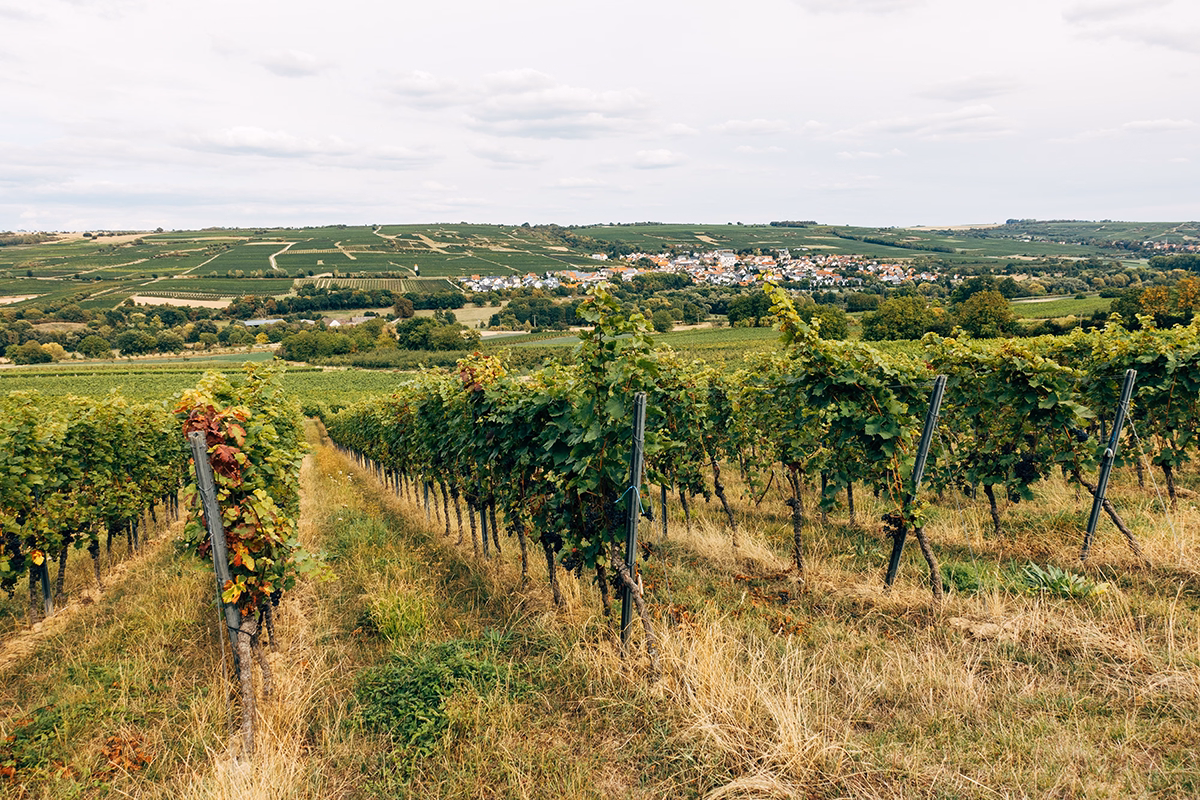 Kent’s Best Vineyards and Wineries Continue to Attract Attention