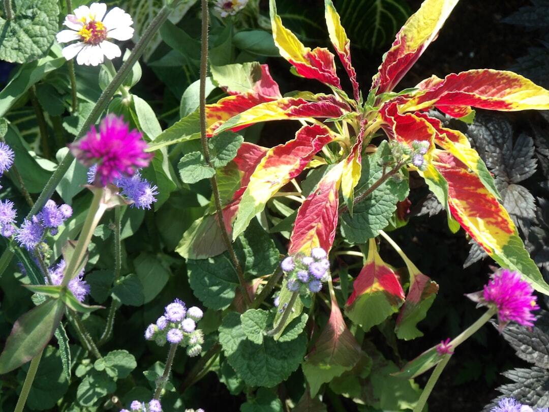 Mixed garden plants featuring colourful leaves and small purple blooms