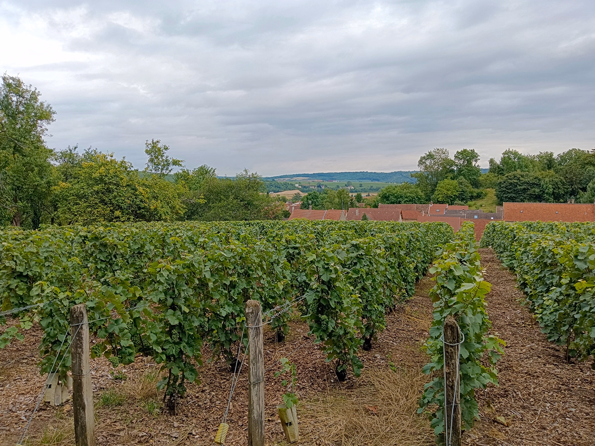 Vineyards and Wineries to Discover Across Kent