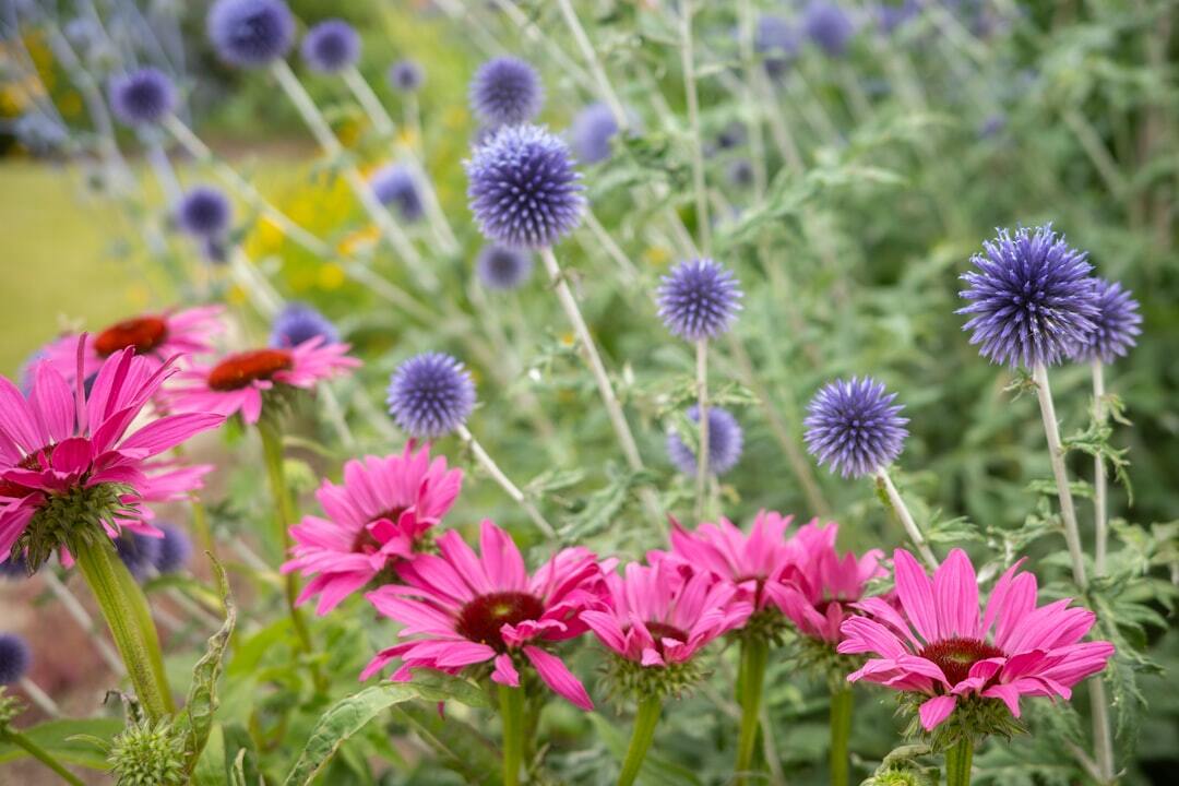 Pink coneflowers and purple globe thistles in a garden
