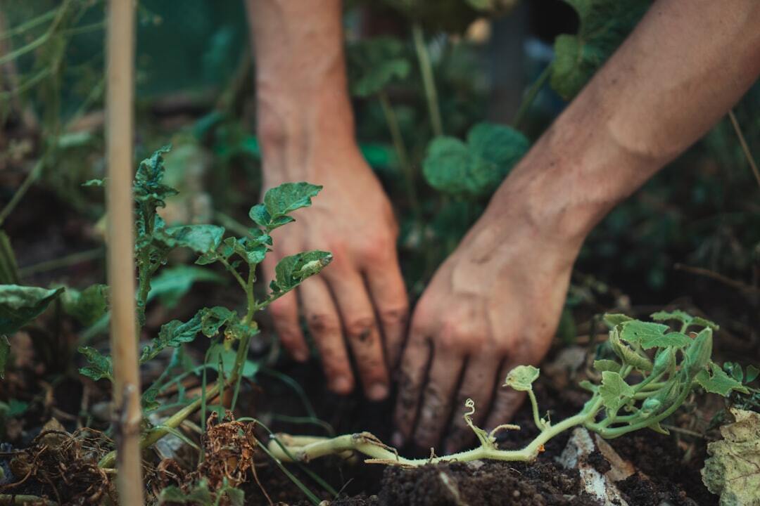 Preparing Your Garden Soil To Encourage Healthy Growth Next Year