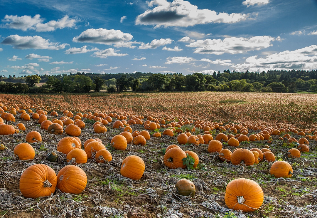 Large pumpkin patch filled with orange pumpkins ready for picking
