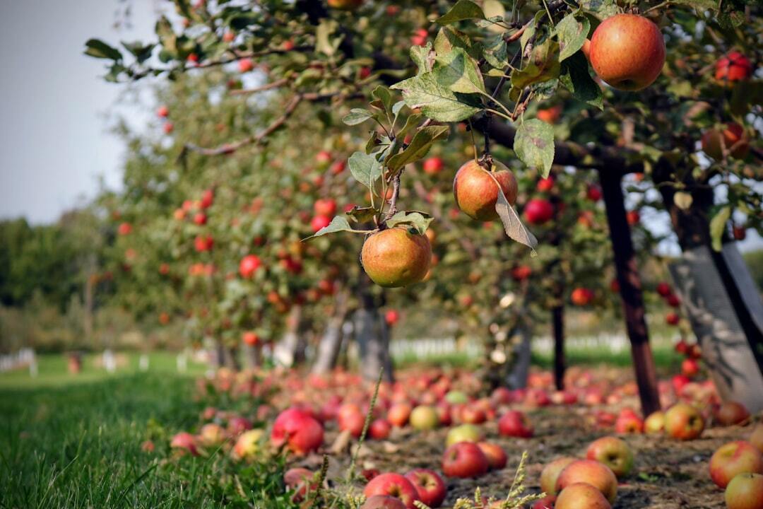 Recipes Using Newly Harvested Apples From The Orchard