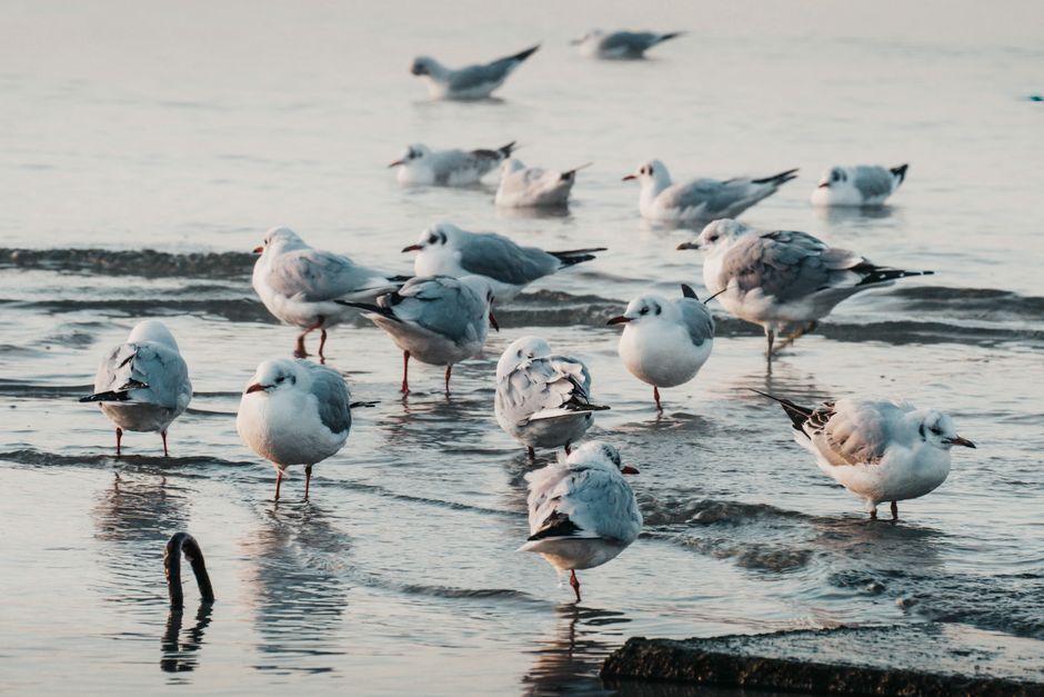 Seagulls perched on wet sand during a serene day at Tallinn Bay, Estonia