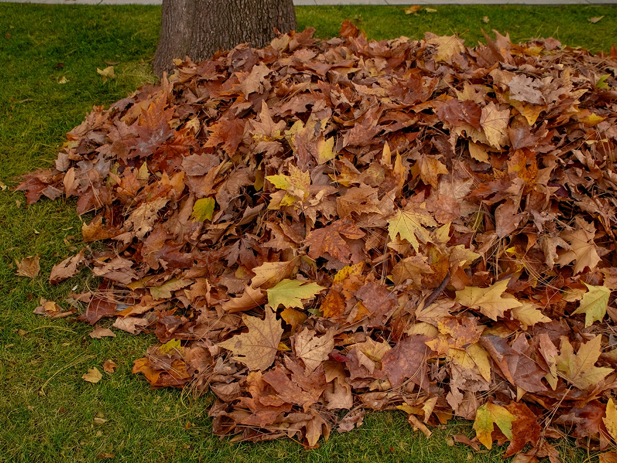 Clearing Autumn Leaves From Lawn