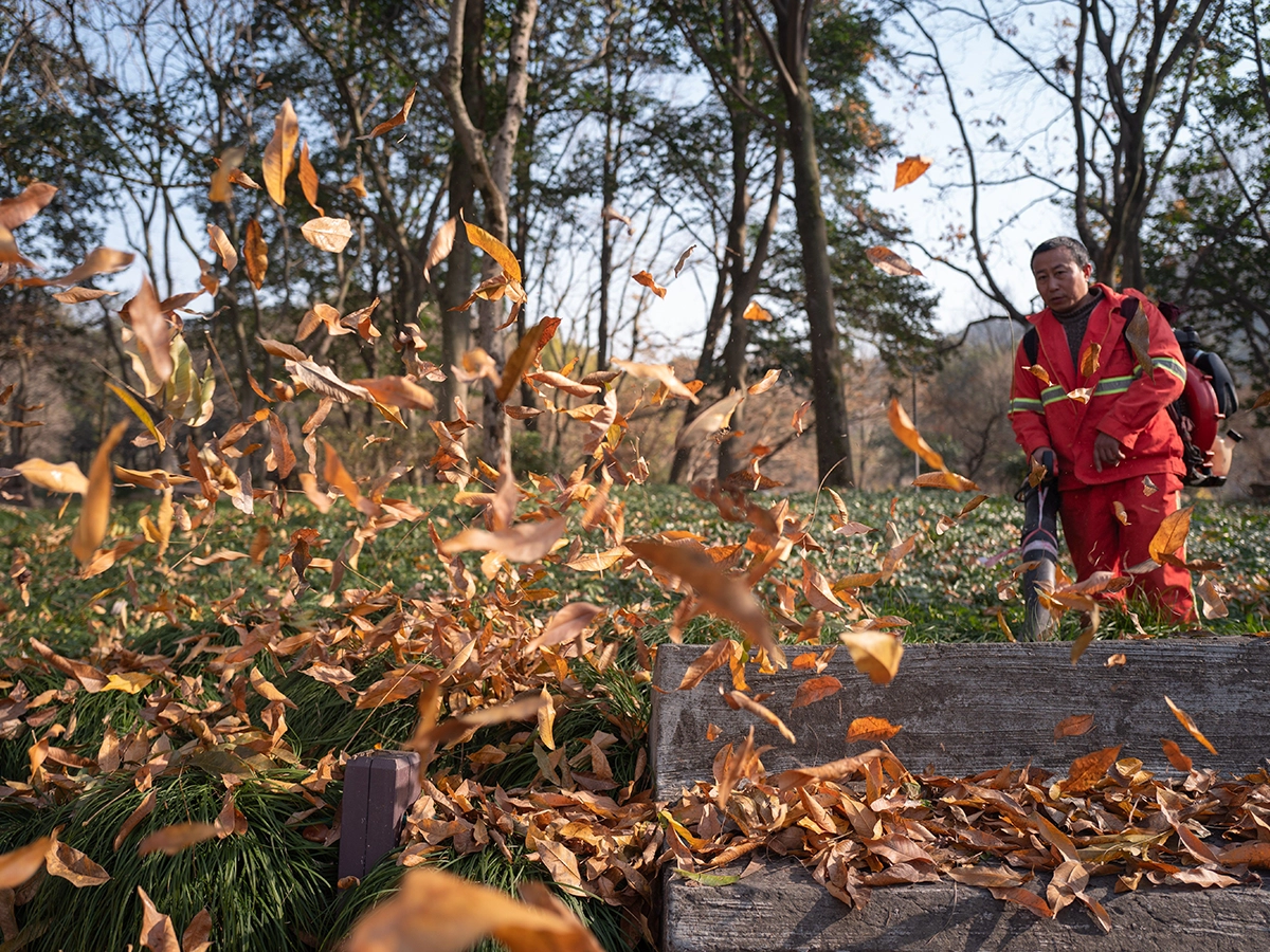 Clearing Autumn Leaves From The Garden