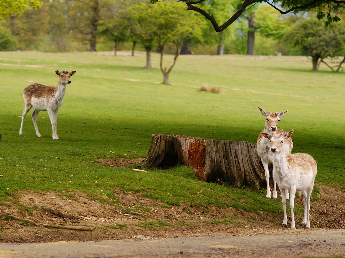 Deer In Knole Park Sevenoaks Kent