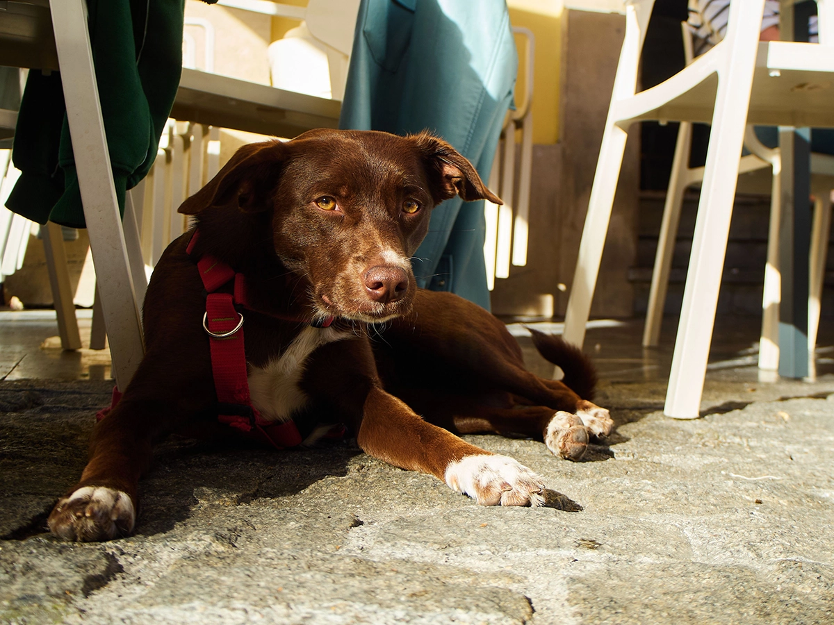 Best Dog-Friendly Pubs in Kent: Great Food