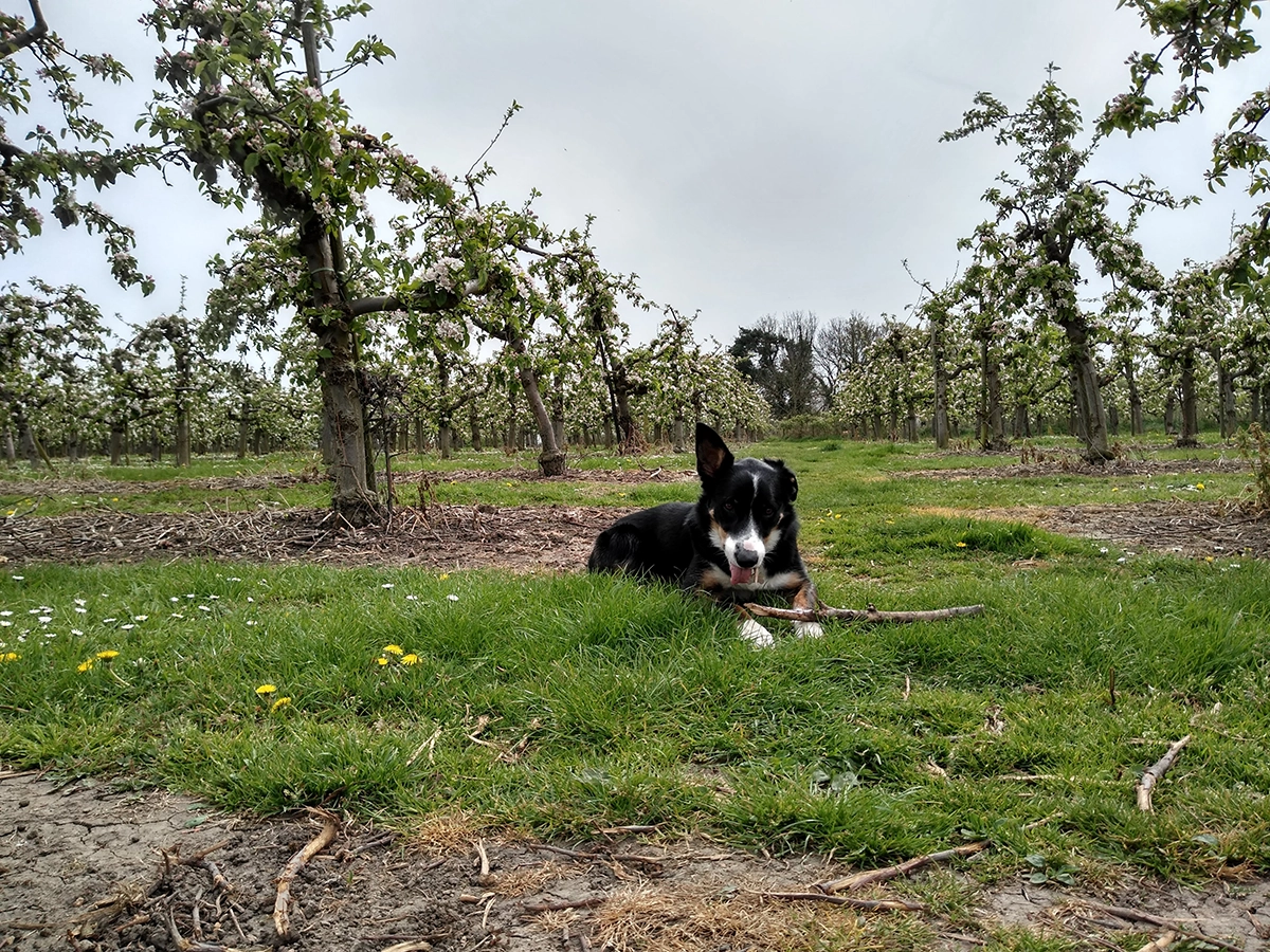 Best Dog-Friendly Walks in Kent With a Pub at the End