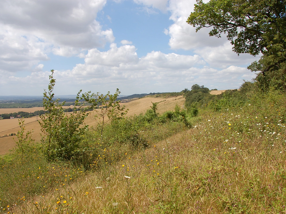 Hollingbourne Downs Kent